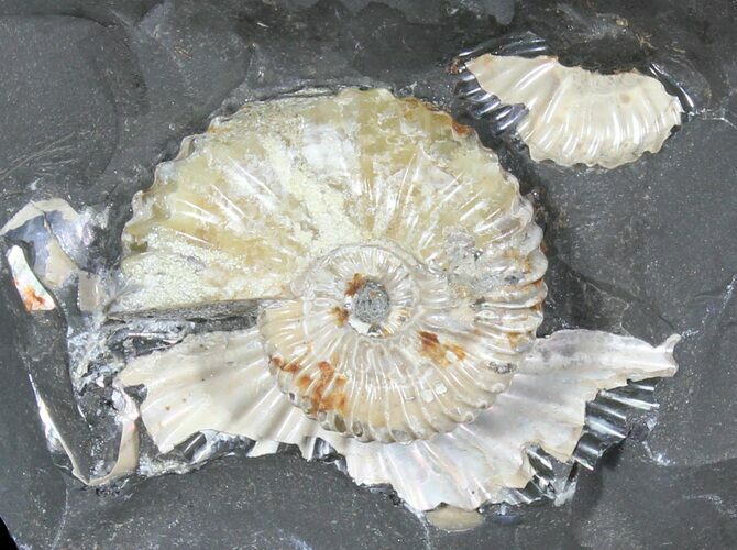 Beautiful Deshayesites Ammonite - Russia #39153